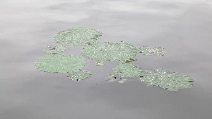 荷叶飘在水上