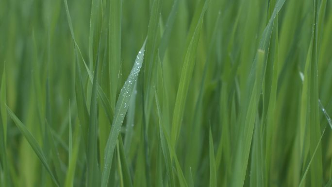 雨中芦苇