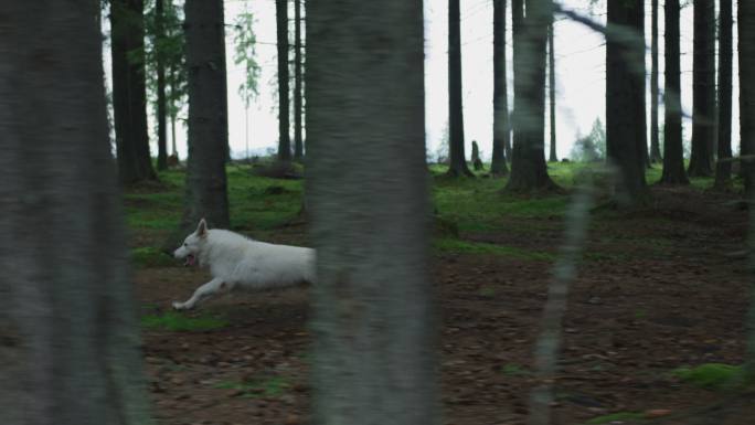 狗跑进森林