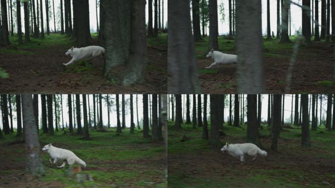 狗跑进森林
