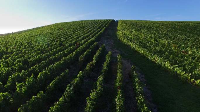 香槟葡萄园航拍绿色红酒产业