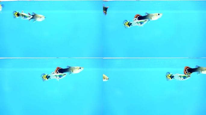 小孔雀鱼慢动作游泳
