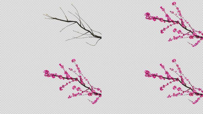 梅花生长动画-C4D工程文件