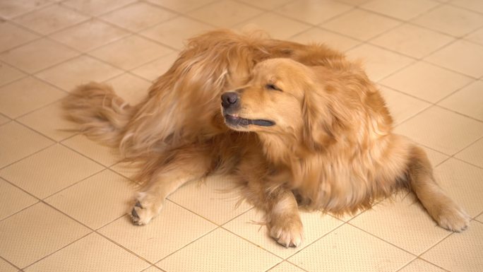 金毛猎犬在地板上挠痒痒