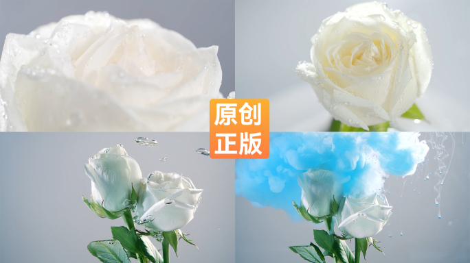 鲜艳的白玫瑰护肤品素材可商用【侵权必究】
