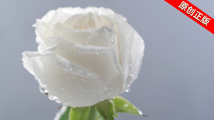 鲜艳的白玫瑰护肤品素材可商用【侵权必究】