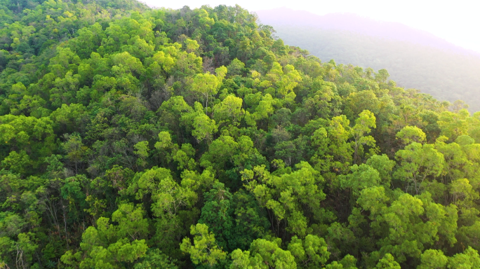 4K航拍热带雨林