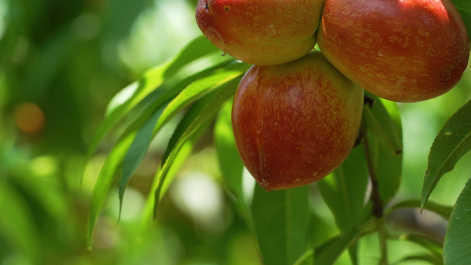 油桃，桃子，桃园，农产品，水果