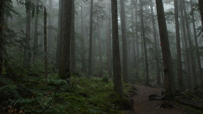 雾气蒙蒙的森林