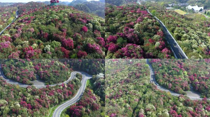 航拍贵州毕节百里杜鹃普底景区2