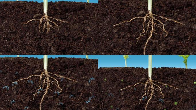 植物根实拍视频