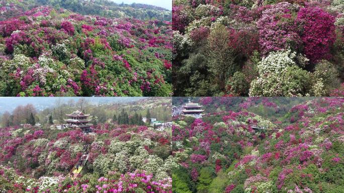 航拍贵州毕节百里杜鹃金坡景区1