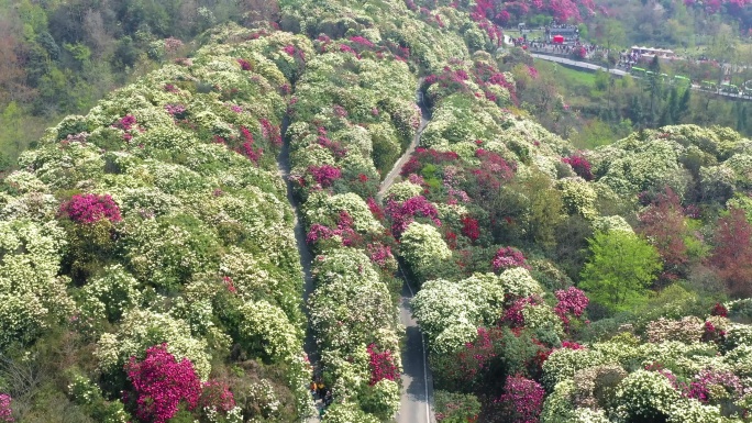 航拍贵州毕节百里杜鹃金坡景区3