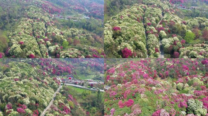 航拍贵州毕节百里杜鹃金坡景区3