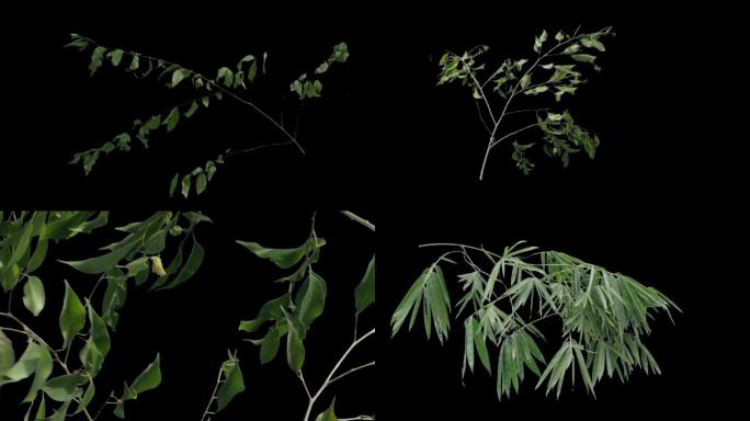 【素材包】实拍动态树枝树叶-透明通道
