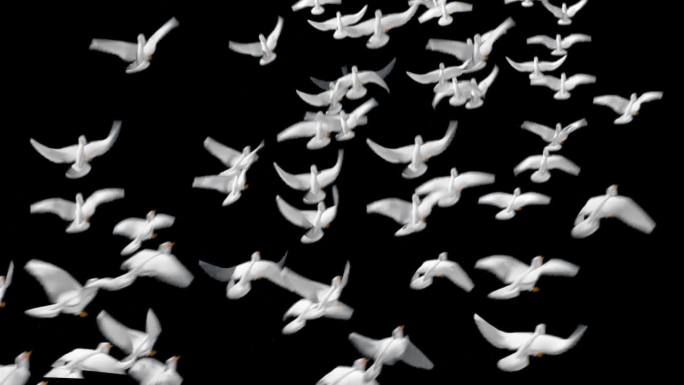 高清一群带通道鸽子起飞视频鸽子素材