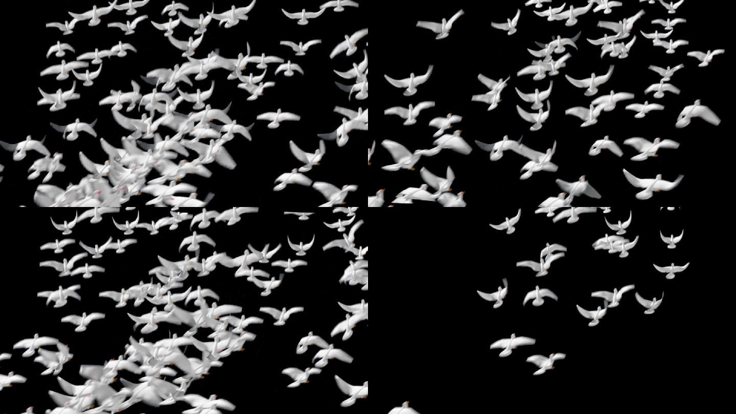 高清一群带通道鸽子起飞视频鸽子素材