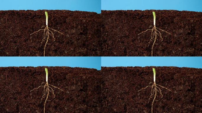 种子根系实拍视频