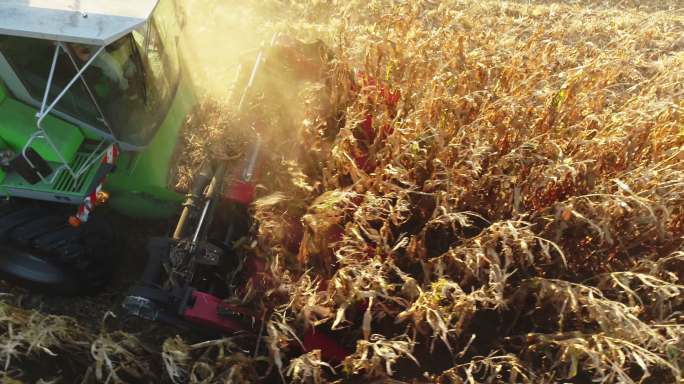 收割机在乡间田里收割玉米