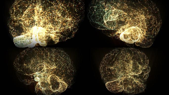 全息大脑VR投影三维立体AR特效
