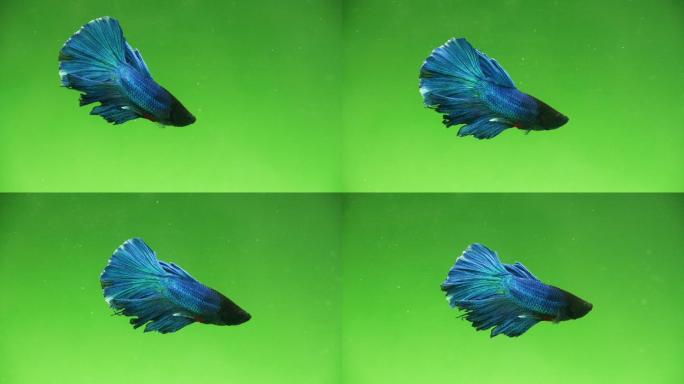 在绿屏上游动的蓝色暹罗斗鱼