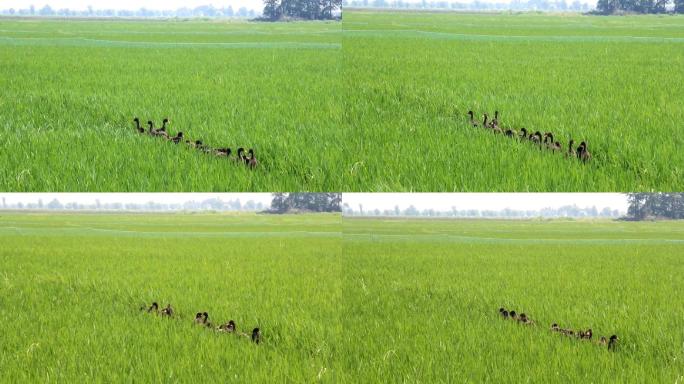 五常大米稻田放鸭子