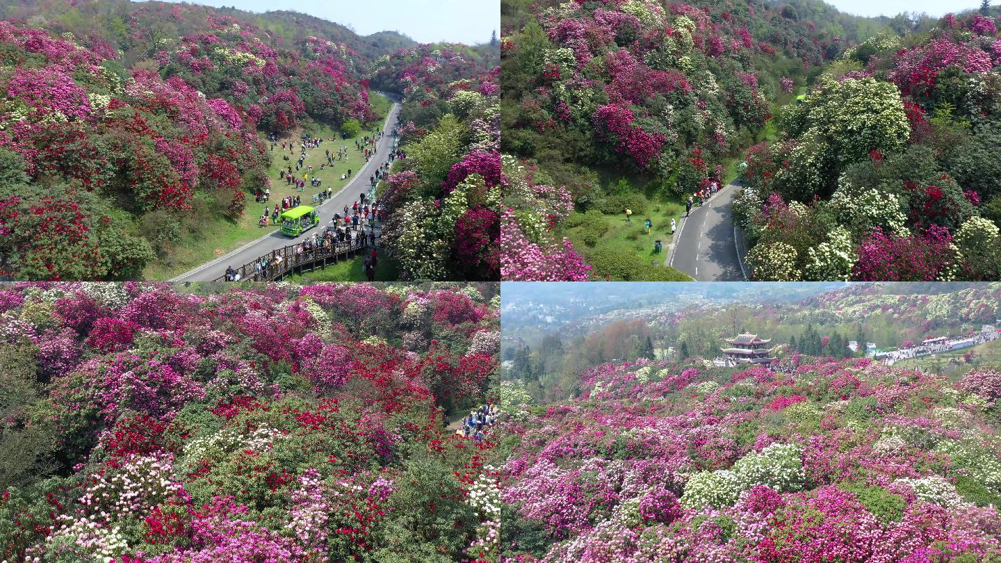 航拍贵州毕节百里杜鹃金坡景区5