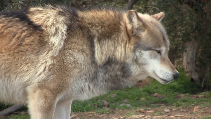 狼野生动物世界狼国家保护动物大自然