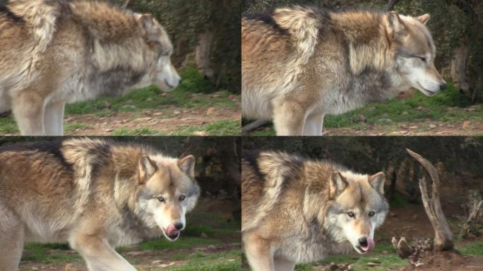 狼野生动物世界狼国家保护动物大自然