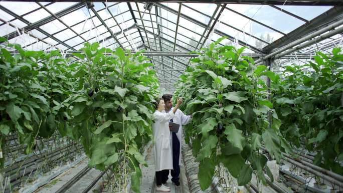 在菜棚里研究的农业食品科学家