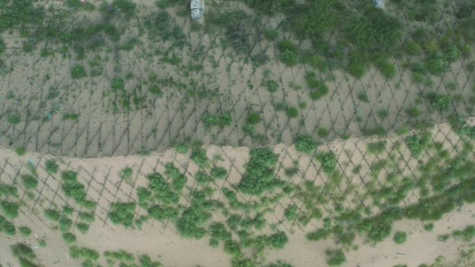 沙漠防护林杨树治沙防风航拍绿化植树造林