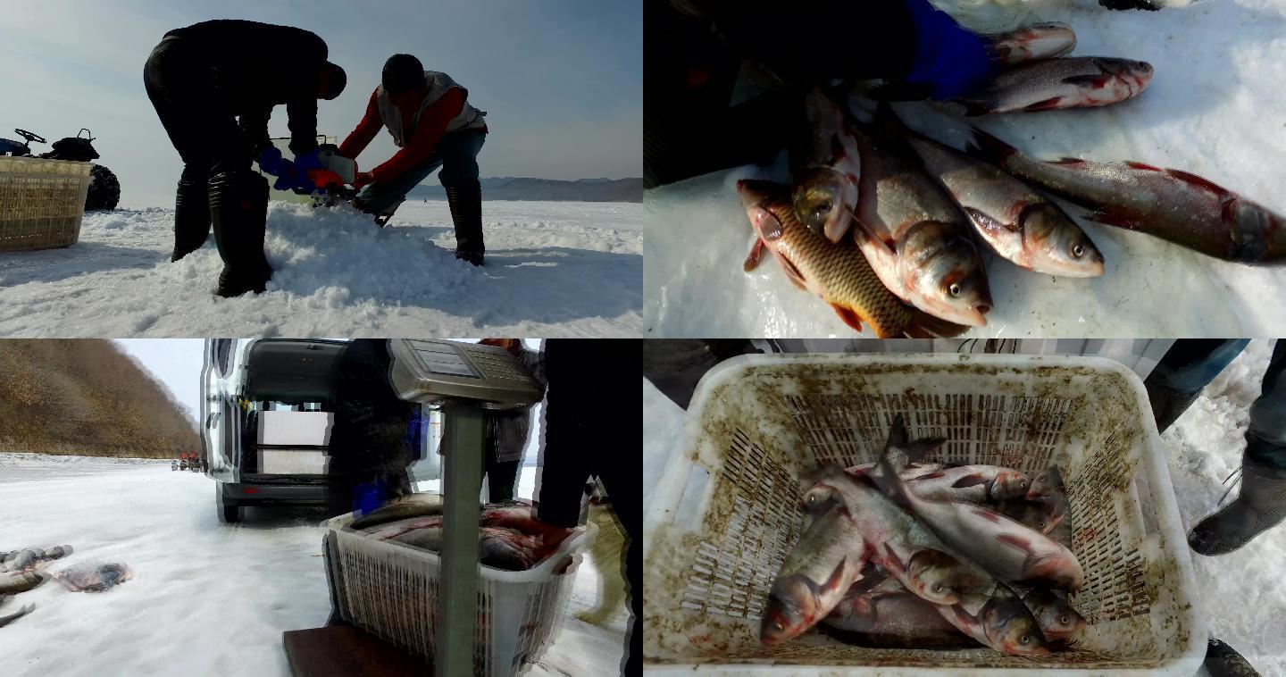 冬季冰上钻孔拉网捕鱼丰收