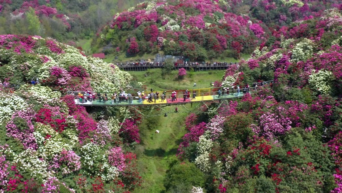 航拍贵州毕节百里杜鹃金坡景区4