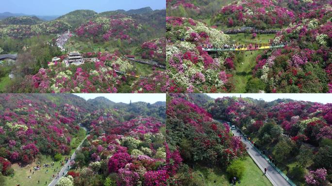 航拍贵州毕节百里杜鹃金坡景区4