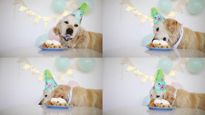 戴派对帽吃蛋糕的金毛猎犬