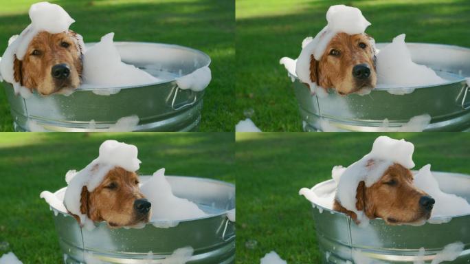 可爱的金毛猎犬在公园洗泡泡浴