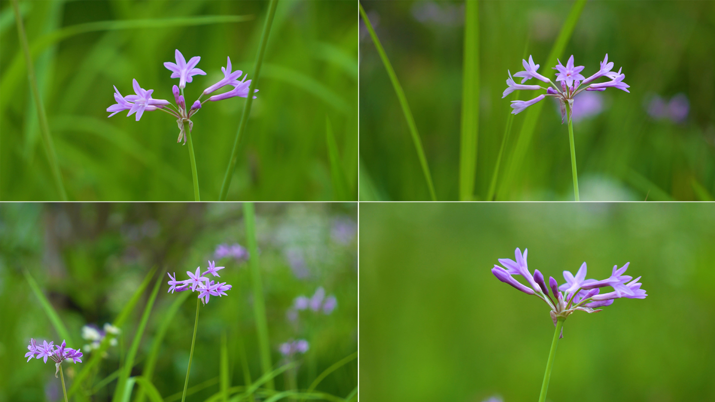 春天野蒜开花