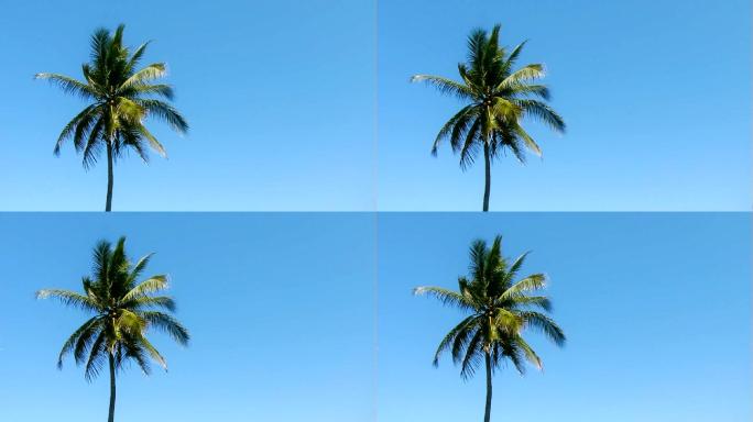 蓝色天空背景下的棕榈树