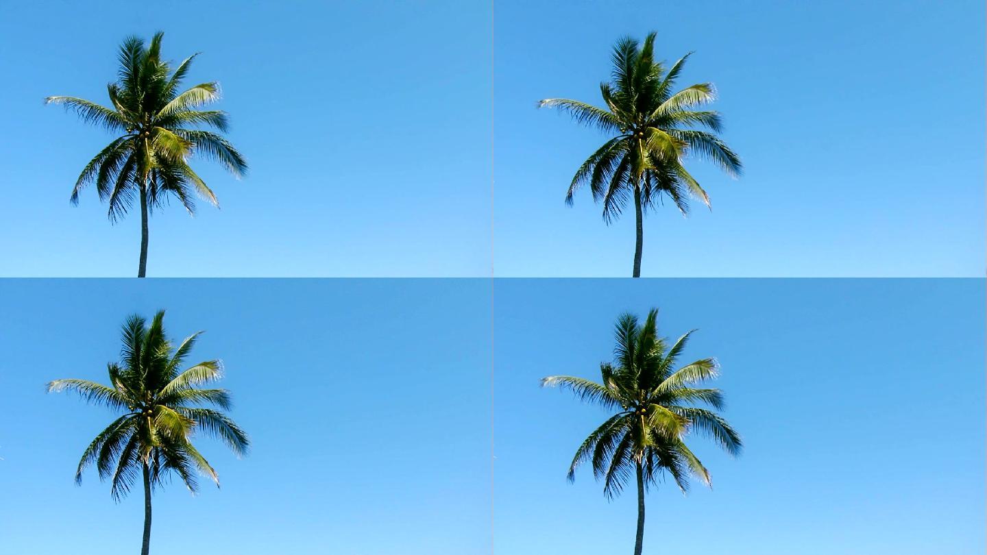 蓝色天空背景下的棕榈树