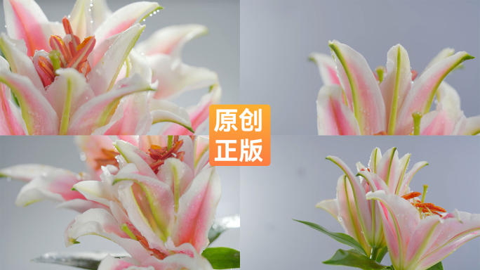 百合花【侵权必究】