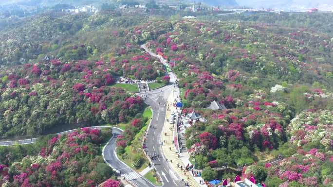 航拍贵州毕节百里杜鹃普底景区3