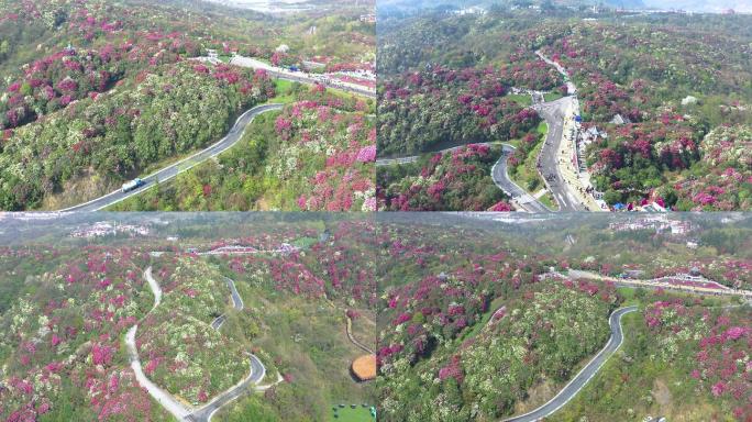 航拍贵州毕节百里杜鹃普底景区3