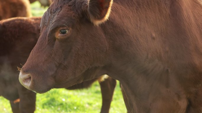 牛群养殖业宣传片草原绿色生态肉牛养殖厂