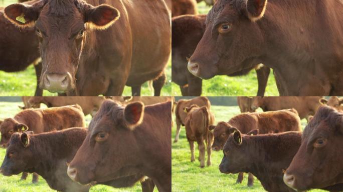 牛群养殖业宣传片草原绿色生态肉牛养殖厂