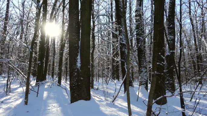 铺满白雪的树林