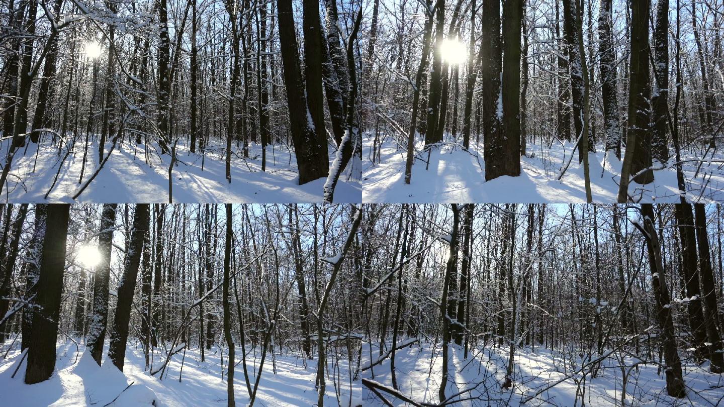 铺满白雪的树林