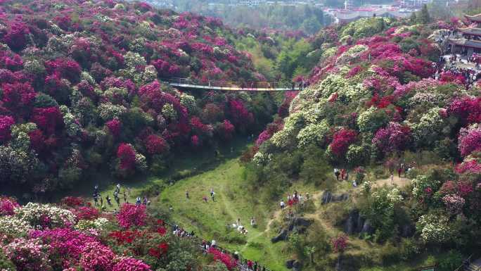 航拍贵州毕节百里杜鹃金坡景区2