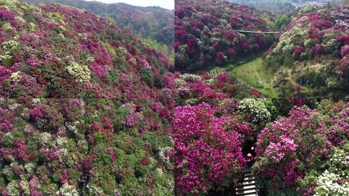 航拍贵州毕节百里杜鹃金坡景区2