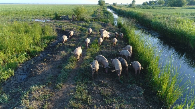 草场上放牧的家猪