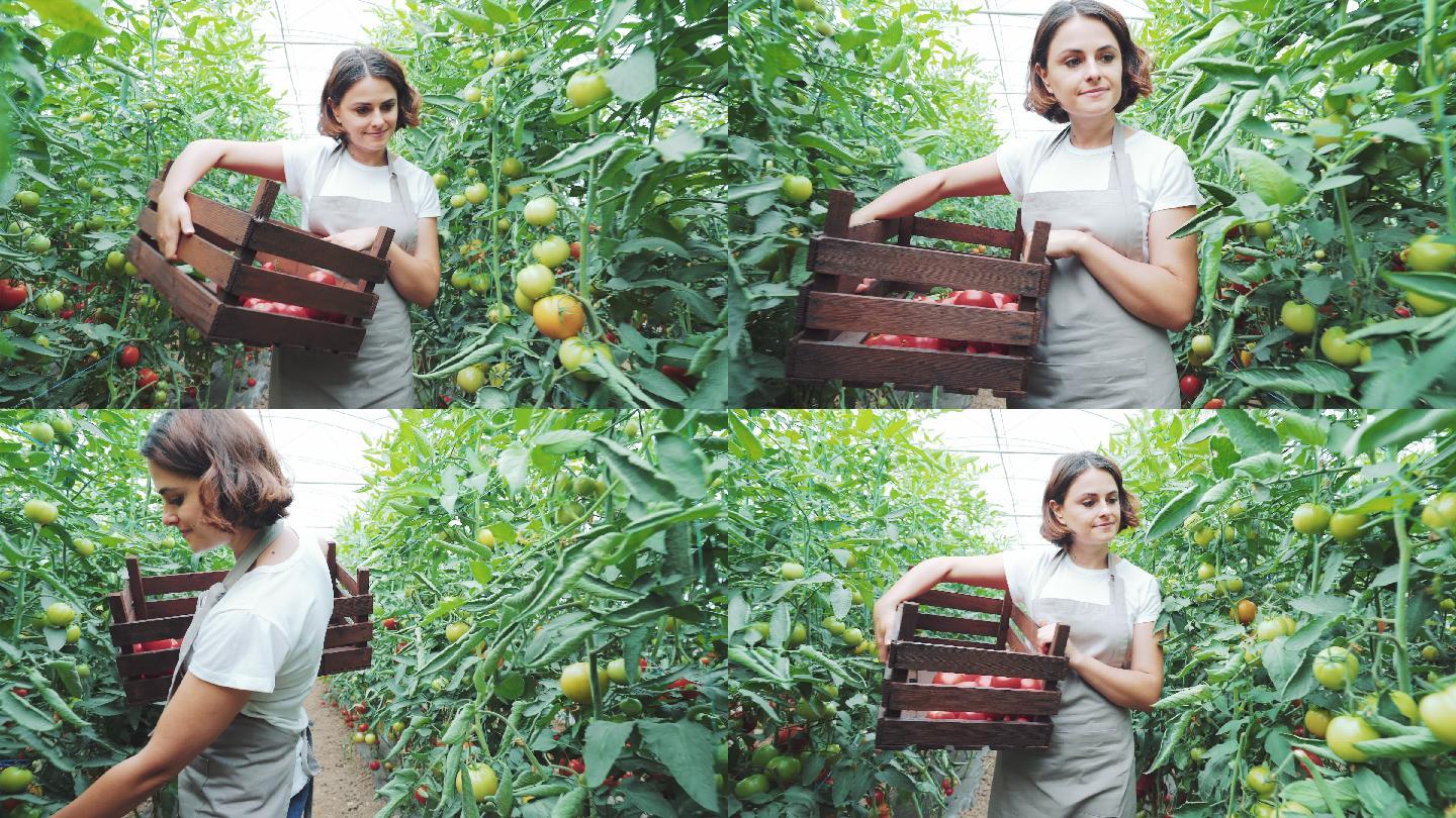 年轻的女企业家在温室里摘西红柿。